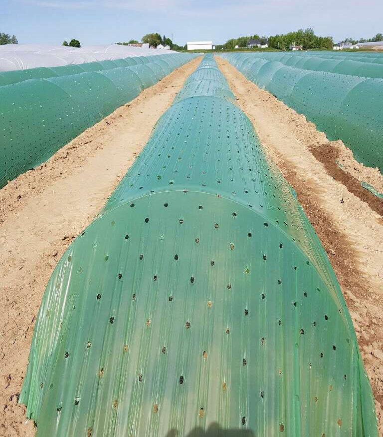 EcoPoly Solutions’s co-extruded polyethylene low tunnel films protect crops against aggressive climate change and insects, maintain high plant and root temperatures, and minimize day and night temperature fluctuation.