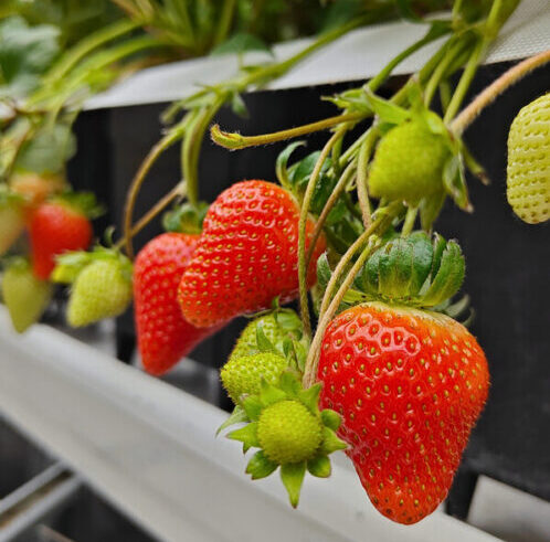 Strawberries grown in an indoor facility